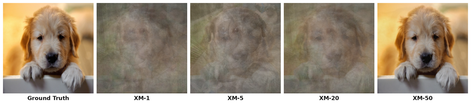 Five 512 by 512 images of the same golden retriever puppy. Leftmost is the sharp ground-truth photo. XM-1, trained with no exploration, is a featureless brown-and-tan blur with no recognizable structure. XM-5 begins to show a faint outline of a head and paws. XM-20 shows a clearer, though still hazy, dog silhouette. XM-50 is nearly as sharp and recognizable as the ground truth.