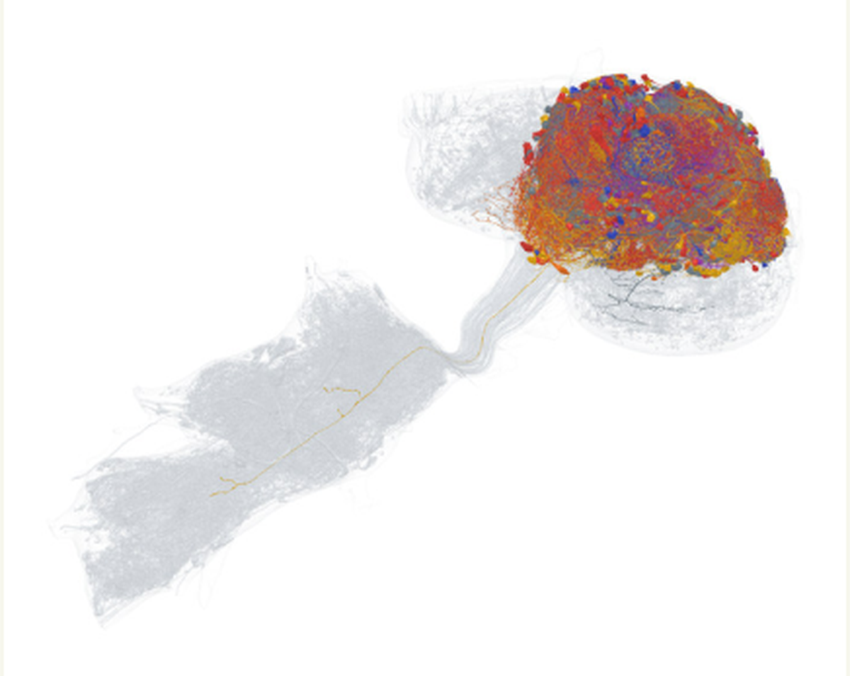 A 3D reconstruction of the 499-neuron fly circuit and the ventral nerve cord, colored by each neuron's strongest relative emotion response averaged across 10,099 recordings.