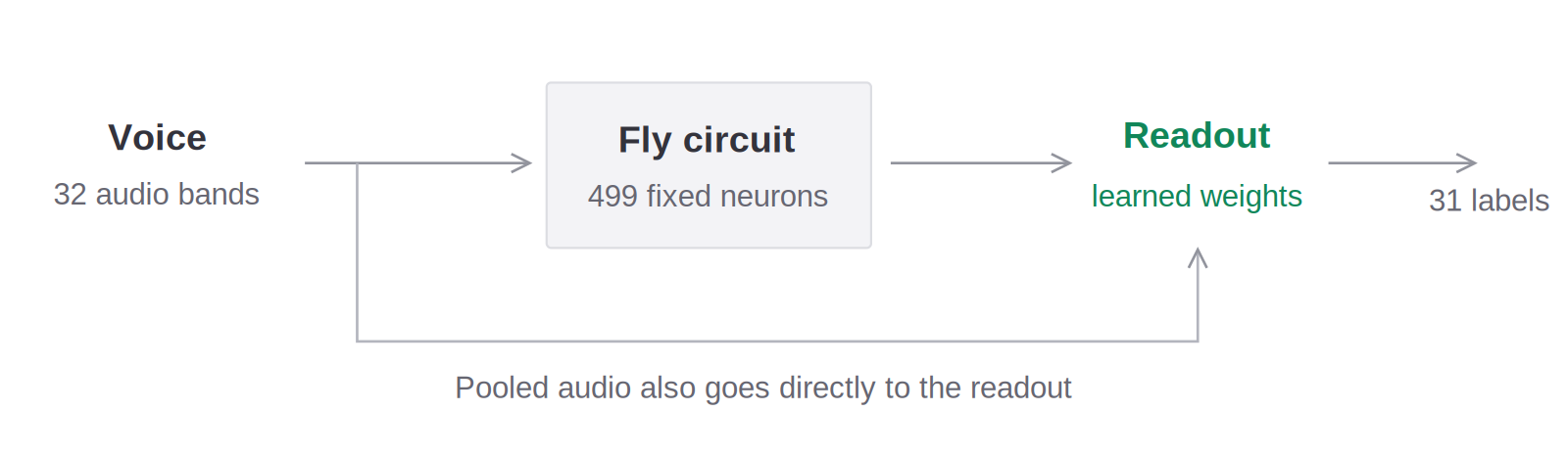 Diagram: voice audio becomes 32 log-mel bands, which enter a fixed 499-neuron fly circuit; pooled circuit activity and a separate branch of pooled audio features both feed into a learned readout that outputs 31 listener labels.