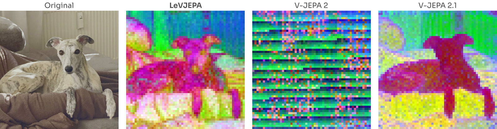 Four-panel comparison: the original photo of a whippet on a sofa, followed by PCA visualizations of patch-token features from LeVJEPA, V-JEPA 2, and V-JEPA 2.1. LeVJEPA and V-JEPA 2.1 both show the dog cleanly separated in a distinct color from the furniture and background; V-JEPA 2's map is visual noise with no object structure.