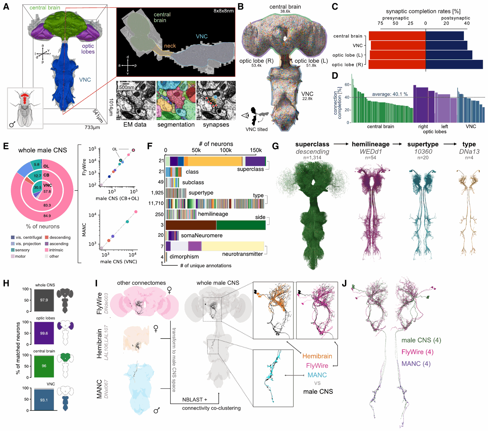 Multi-panel overview of the male CNS connectome. A: the aligned volume outlined by region, central brain green, optic lobes purple, ventral nerve cord blue, about 733 by 541 by 1014 micrometres, with a sagittal EM slice and insets of raw EM, colour-coded segmentation and detected synapses. B: all neurons rendered, with counts of 38.6k in the central brain, 53.4k and 51.8k in the right and left optic lobes and 22.8k in the nerve cord. C and D: synaptic and connection completion rates by region, connection completion averaging 40.1%. E: superclass composition and neuron counts plotted against FlyWire and MANC. F: annotation fields, 11,710 types. G: the annotation hierarchy from superclass descending, 1,314 neurons, down to type DNa13. H to J: 97.9% of neurons matched to earlier datasets, with descending neuron DNde003 shown in the male CNS, FlyWire, hemibrain and MANC.
