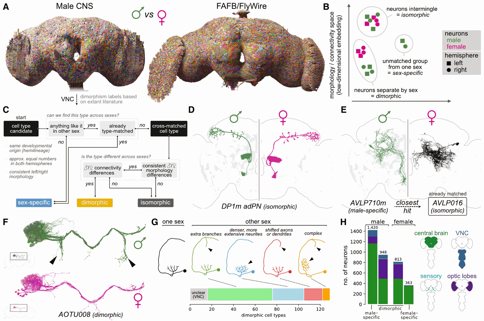Figure on sexual dimorphism. A: the male CNS brain next to the FlyWire female brain. B: a schematic of neurons in morphology and connectivity space, intermingling for isomorphic types, separating by sex for dimorphic ones, unmatched for sex-specific ones. C: the decision tree used to assign labels. D to F: examples, isomorphic DP1m adPN, male-specific AVLP710m beside its closest female match AVLP016, and dimorphic AOTU008 with extra ventral axon branches in the male. G: categories of morphological difference across about 120 dimorphic types. H: counts of 1,420 male-specific, 948 male dimorphic, 813 female dimorphic and 363 female-specific neurons, split by central brain, nerve cord, sensory and optic lobes.