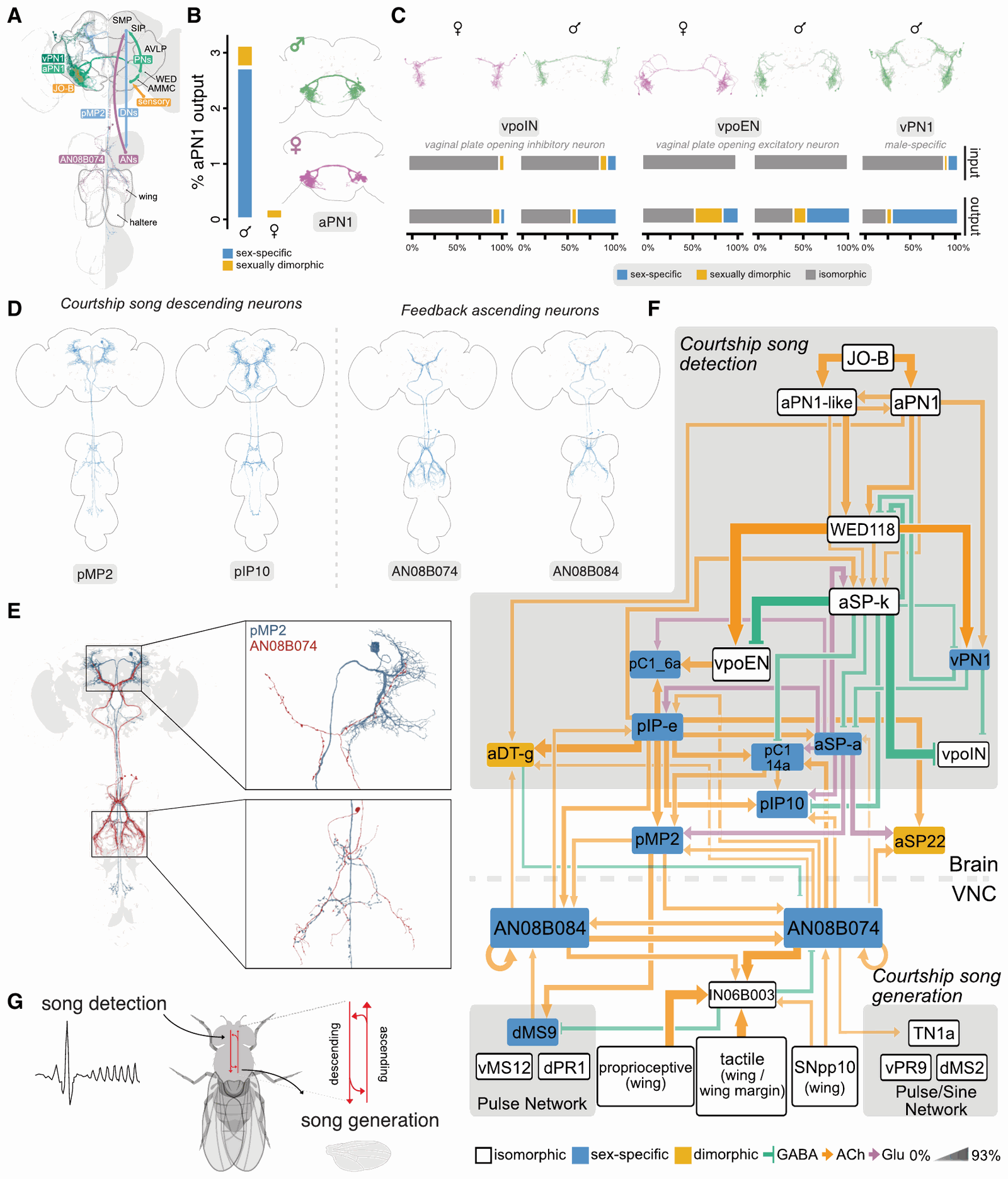 Figure on the courtship-song circuit. A: overview of the auditory pathway from the antenna through the brain, with descending and ascending neurons into the nerve cord. B and C: fractions of sex-specific and dimorphic inputs and outputs for aPN1, vpoIN, vpoEN and vPN1 in males and females. D and E: morphologies of song descending neurons pMP2 and pIP10 and male-specific ascending neurons AN08B074 and AN08B084 spanning brain and cord. F: a circuit diagram with a dashed line separating brain and VNC; song detection neurons JO-B, aPN1, WED118, aSP-k and others above connect to pIP10 and pMP2, down to pulse and sine song networks, and AN08B084 and AN08B074 carry signals back up. G: a schematic of the loop between song detection and song generation.